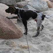 Kleiner münsterländer Rocky