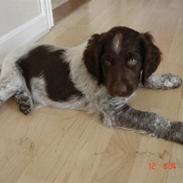 Kleiner münsterländer Rocky