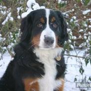 Berner sennenhund Sennendoas Cismee/ Axi
