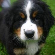 Berner sennenhund Sennendoas Cismee/ Axi