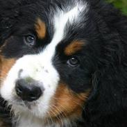 Berner sennenhund Sennendoas Cismee/ Axi