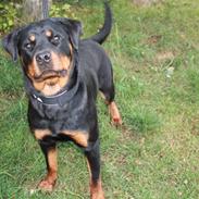 Rottweiler Dinah