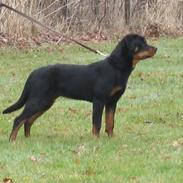 Rottweiler Dinah