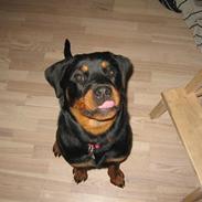 Rottweiler Dinah