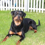 Rottweiler Dinah
