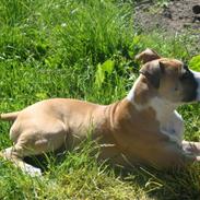 Amerikansk staffordshire terrier Bobby