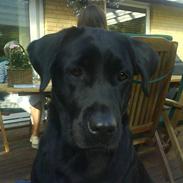 Labrador retriever Nala