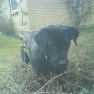 Labrador retriever Nala