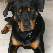 Rottweiler Freja