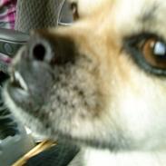 Blanding af racer DINA