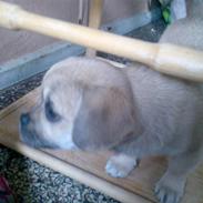 Blanding af racer DINA