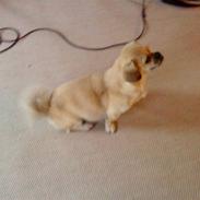 Blanding af racer DINA