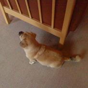 Blanding af racer DINA