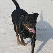 Blanding af racer Sophy