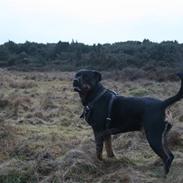 Blanding af racer Sophy