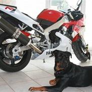 Blanding af racer Sophy