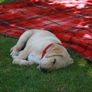 Labrador retriever Xena