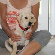 Labrador retriever Xena