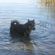 Alaskan malamute Simba <3