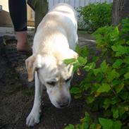 Labrador retriever agnes*min skat*