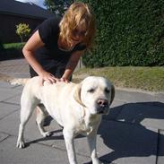 Labrador retriever agnes*min skat*