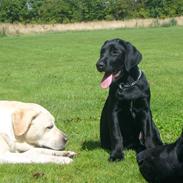 Labrador retriever agnes*min skat*