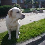 Labrador retriever agnes*min skat*