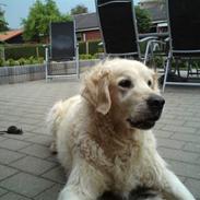 Golden retriever nika R.I.P :(<3I MISS YOU