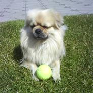 Tibetansk spaniel Darcy   R.I.P :'( 