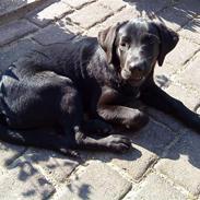 Labrador retriever zaza
