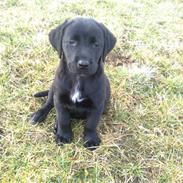 Labrador retriever zaza