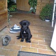 Labrador retriever zaza