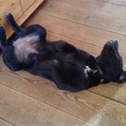 Labrador retriever zaza