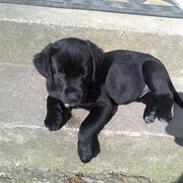 Labrador retriever zaza