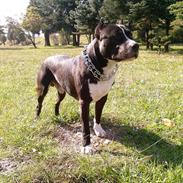 Amerikansk staffordshire terrier Zacco