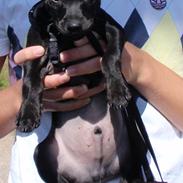 Blanding af racer Rossi