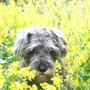 Dvaergschnauzer KJØNGS PABLO tilbyder avl