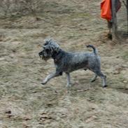 Dvaergschnauzer KJØNGS PABLO tilbyder avl