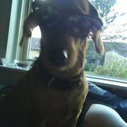 Blanding af racer Trunte