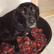 Labrador retriever Tulle