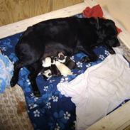 Labrador retriever Tulle