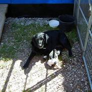 Labrador retriever Tulle