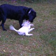 Labrador retriever Tulle