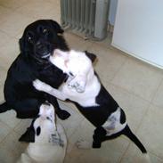 Labrador retriever Tulle
