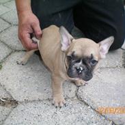 Fransk bulldog Zarko