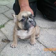 Fransk bulldog Zarko