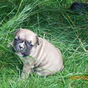 Fransk bulldog Zarko