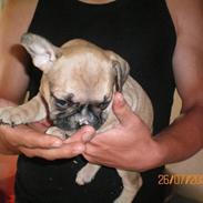 Fransk bulldog Zarko