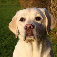 Labrador retriever Aslan 