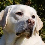 Labrador retriever Aslan 